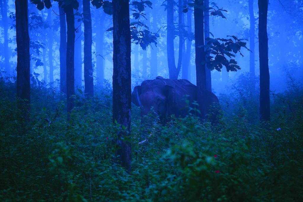 The Woods Resorts Wayanad Sultan Bathery Bagian luar foto